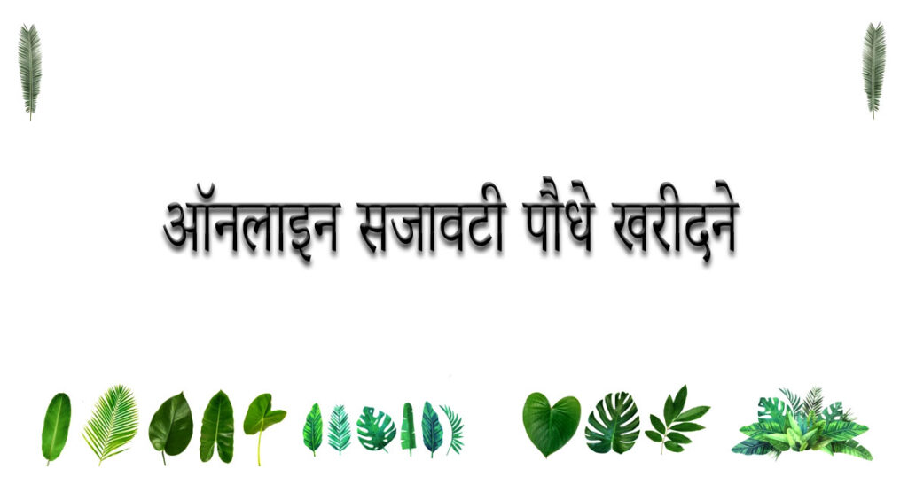 सजावटी पौधों की ऑनलाइन वेबसाइट